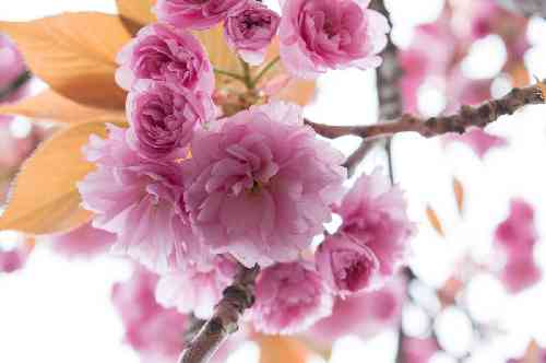 حسین یزدانی داداشی 1